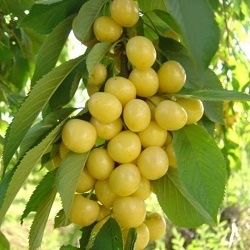 Cireş amar galben imperial ( alb amar )