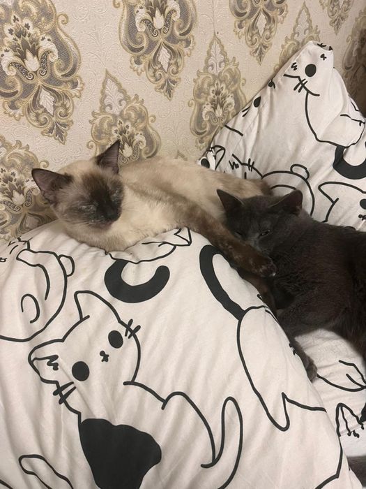 Ищу хозяев коту и кошечке