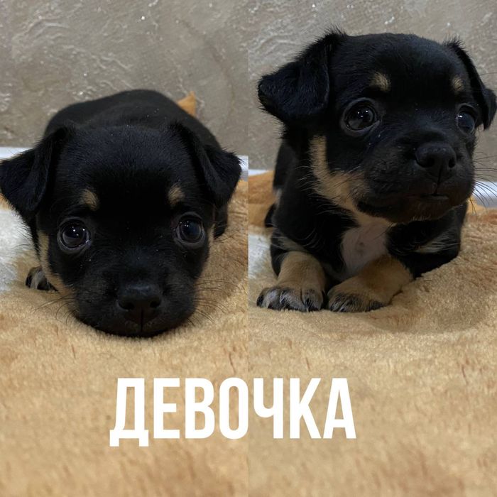 Продаются щенки породы ЧИХУАХУА