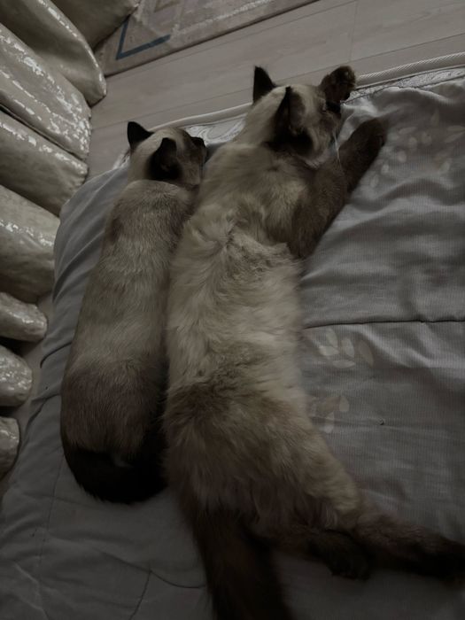 Сиамская кошка сатылады