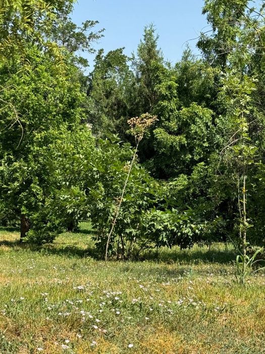 22 сотки земли с #домом по ЛУЧШЕЙ цене! Ор янгиюл Бирлик Чиназ