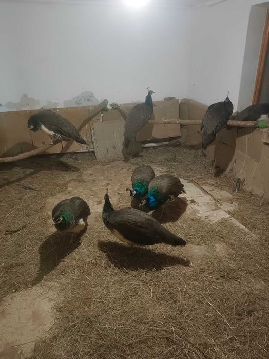 Павлины индийские