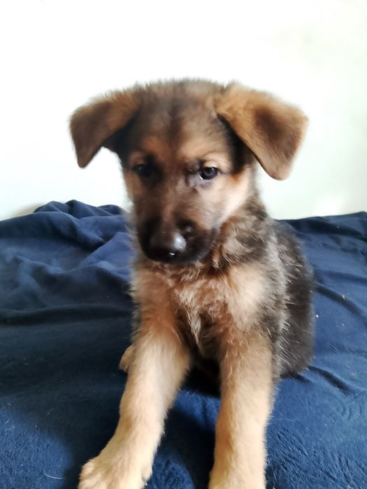 Продам щенков немецкой овчарки