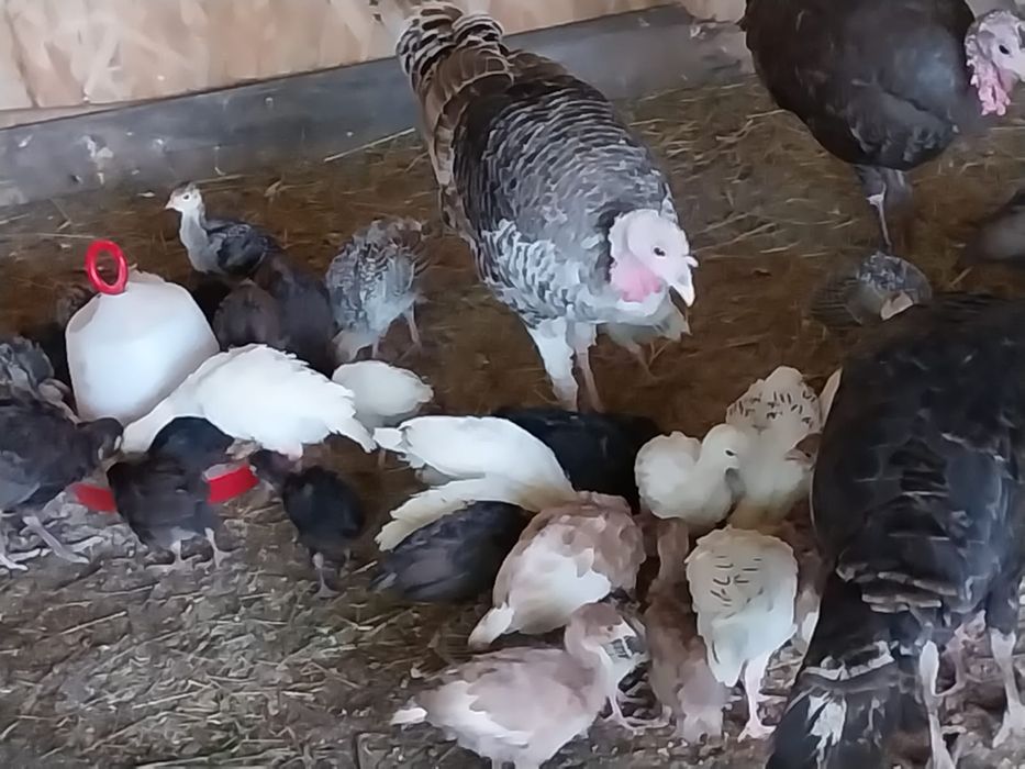 Pui de curcă (1 lună) – Rasa Bronzată și Albă de curte