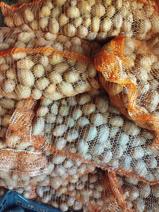 Cartofi  samanta Paradis