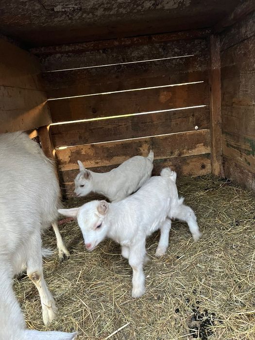 Vând capră bună de lapte cu doi iezi