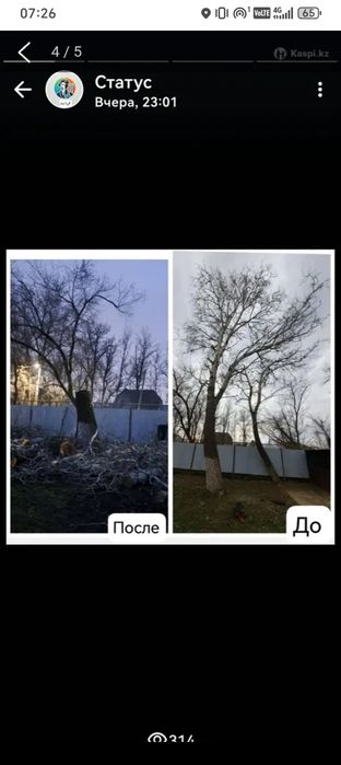 Спил дерево  агп арболистика