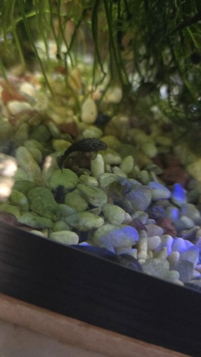 Собак анциструс продам