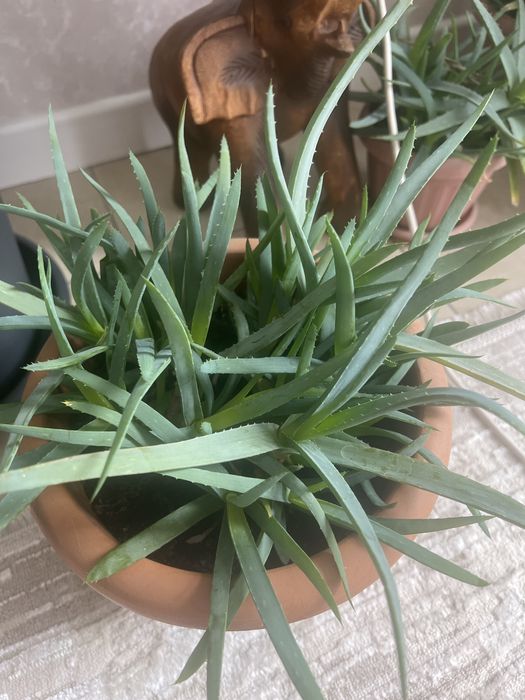 Алоэ разного влзраста продаю