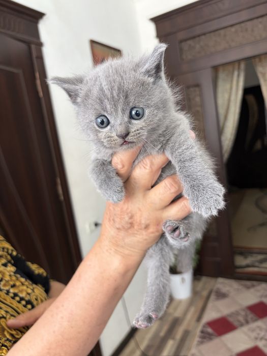 Скотиш фолд и Страйт Котята (Scottish Fold / Scottish Straight)