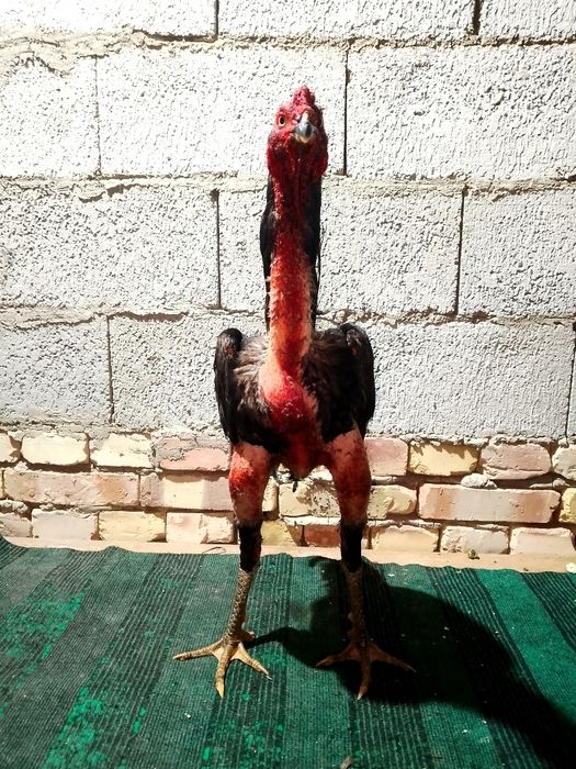 Xoroz sotiladi urushadigan xoroz kulangi