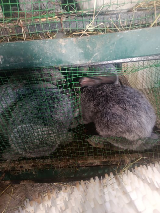 Quyonlar o'zlarini doni toza po'choq beda ham yeydi