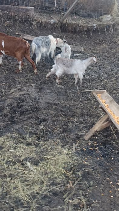 Vând 2 capre cu 3 iede capre bune de lapte