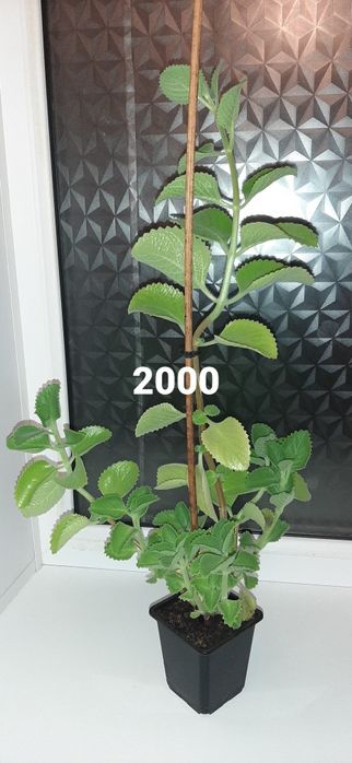 Продаются комнатные цветы г. Балхаш