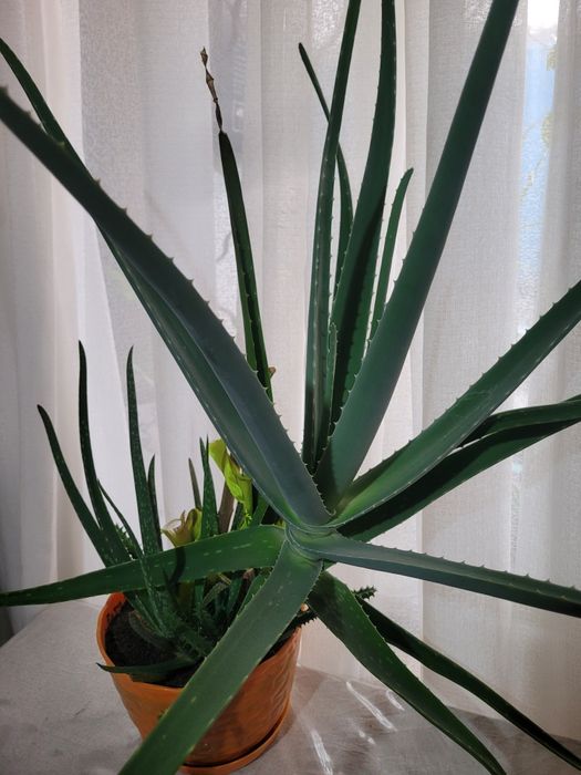 Алое очень крупное