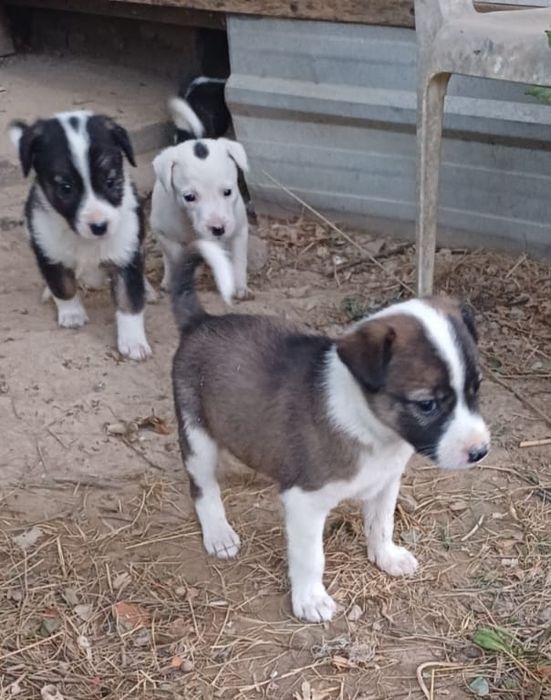 Отдам в хорошие руки щенков