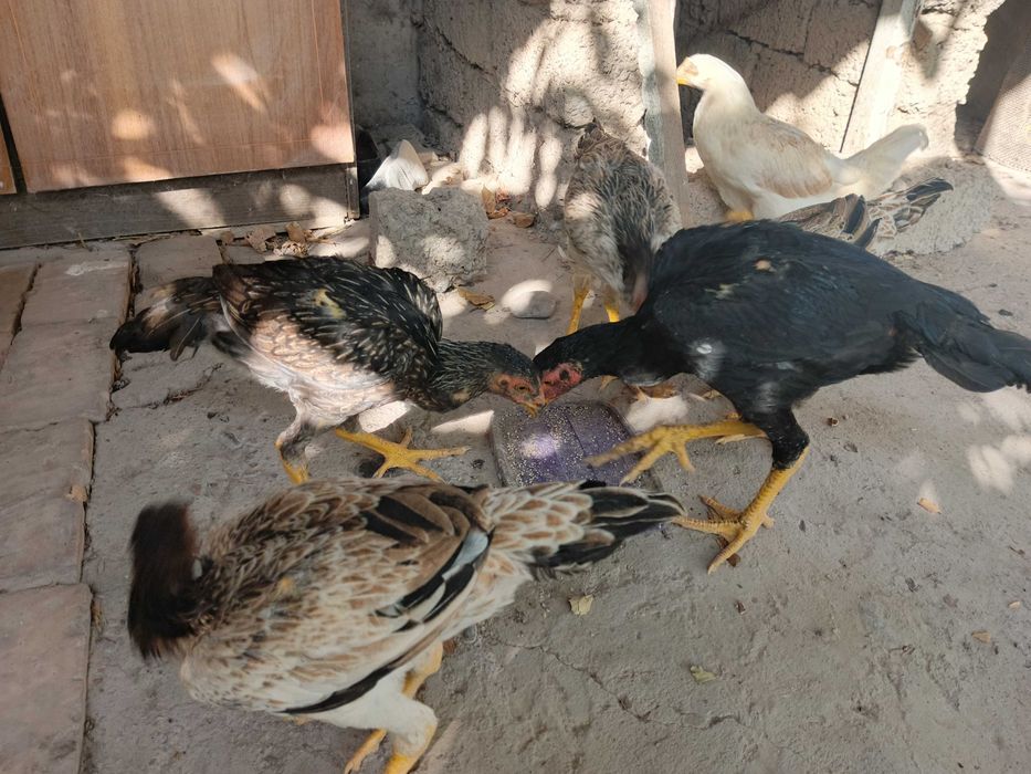 Zotli Dakan jo'jalar