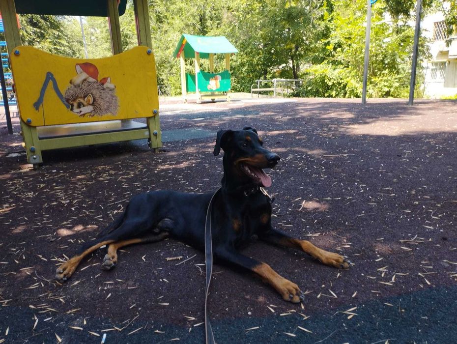 Доберман ищет подружку!