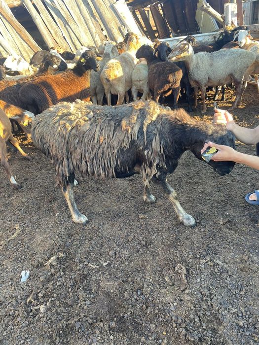 Овцаматка хороши жирный