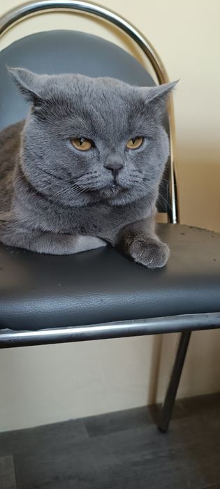 Mushuk vyaskaga beriladi ayol mushuklarni taklif qilamiz britaniskiy f