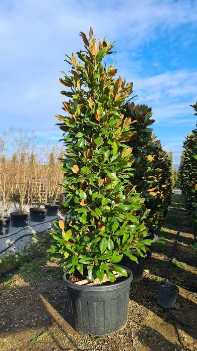 Magnolia grandiflora