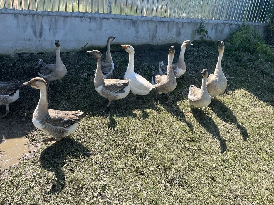 Oua de gâscă pentru incubat