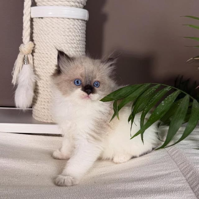 Motanel ragdoll pufos