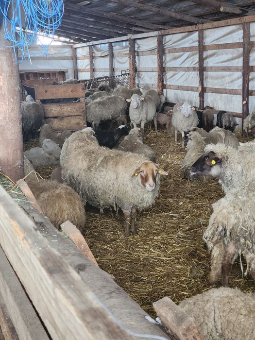 Oi tinere 100 fatate schimb cu auto sau tractor