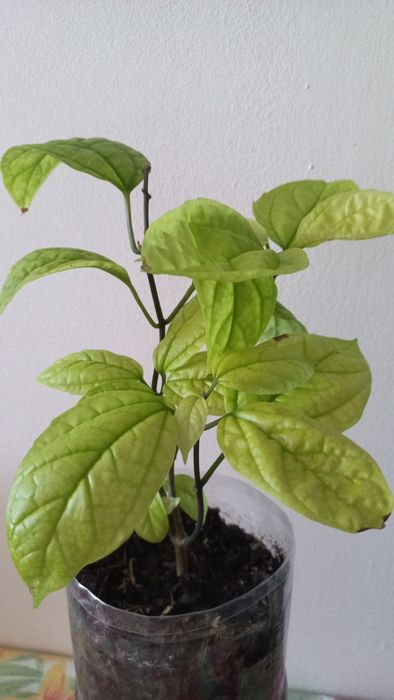 Продам Клеродендрум