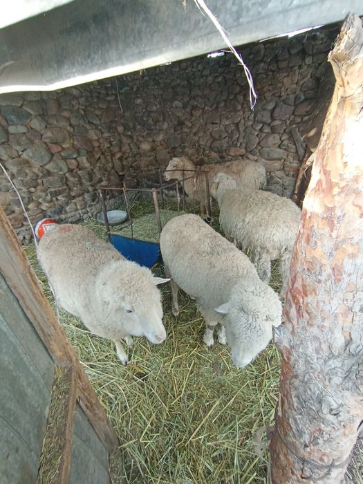 Қой 4 тал семіз.