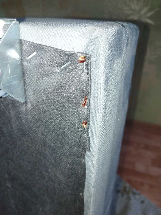 Дезинсекция , дератизация