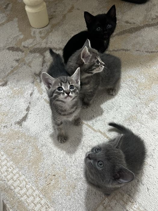 Отдам котят в добрые руки