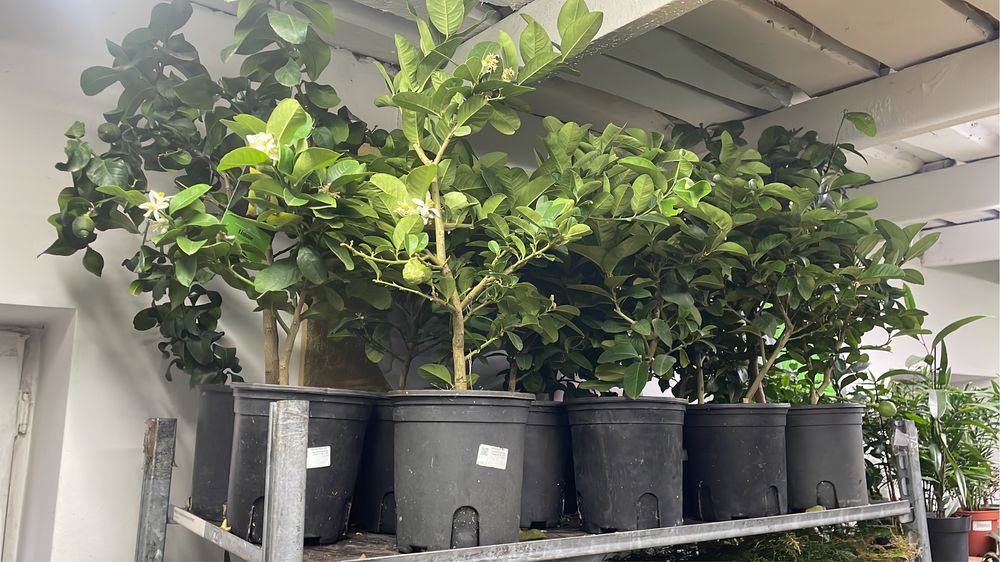 цитиусовые деревье