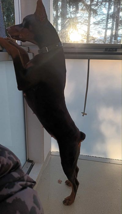 Black Friday! Doberman puppies with pedigrees at a 30% discount