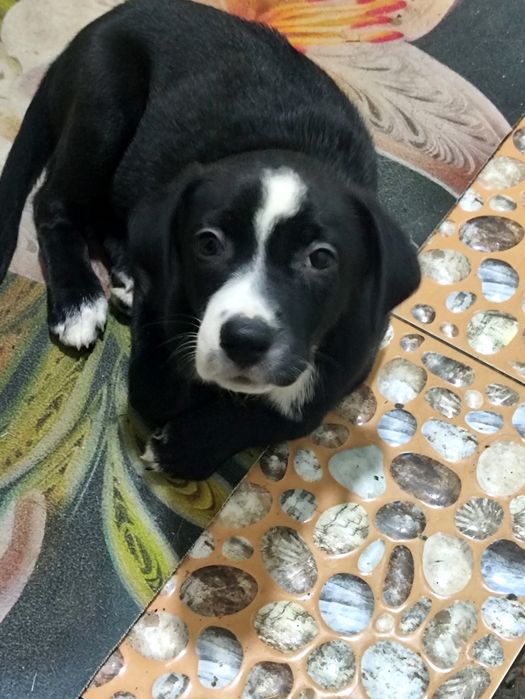 Щенки и котята в добоые руки. Спасеныши. Чистые красивые здоровые