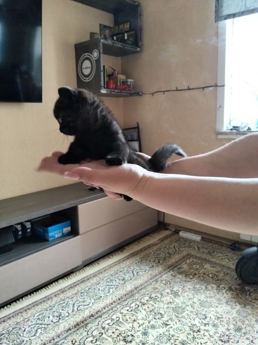 Отдам котенка в добрые руки