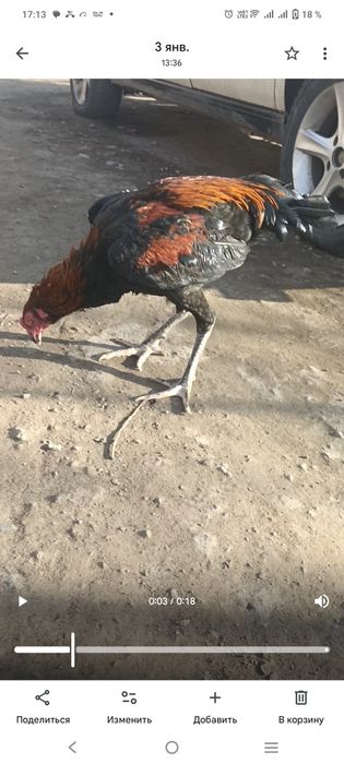 обмен на голубей