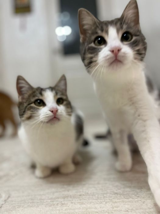 В добрые руки двух кошек