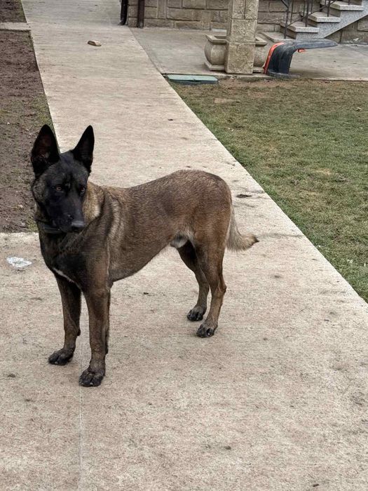 Белгийска овчарка Малиноа