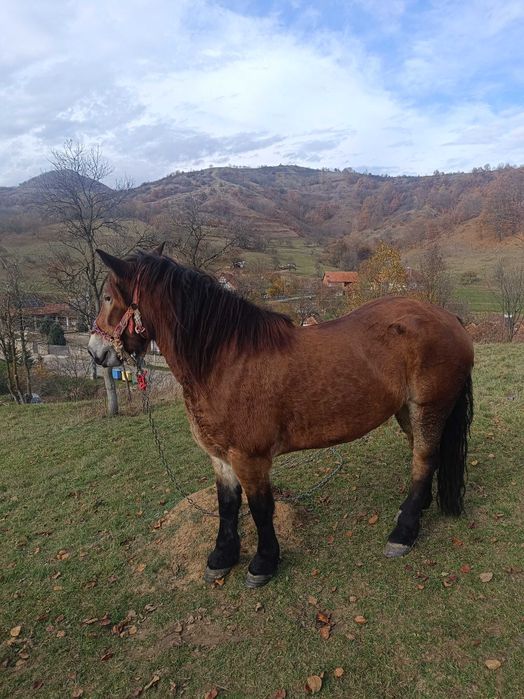 Vând iapa de 5 ani.