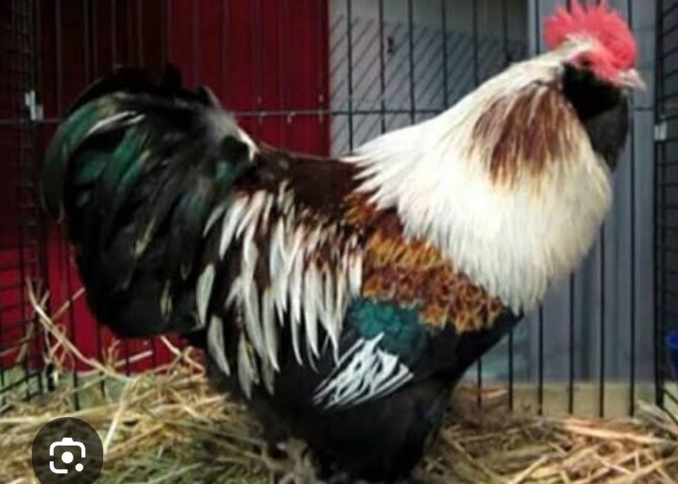 Продам домашние петухи