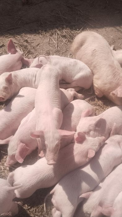 Продам поросят  .