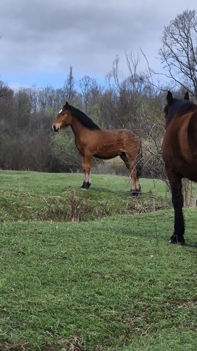Vând mânză de 9 luni