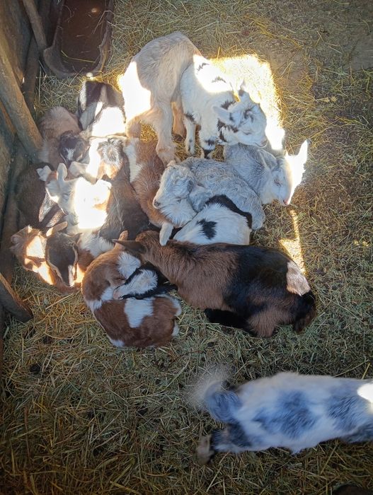 Vănd 28 de capre 18 capre cu 18 iezi sunt fătate restu urmeză să fete
