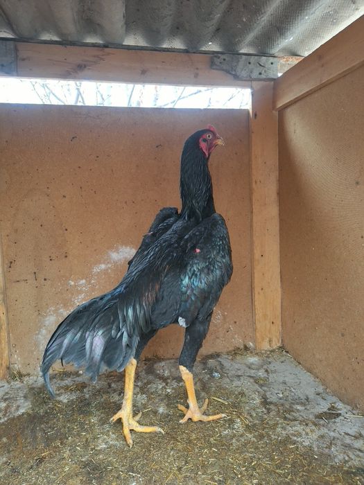 Тозза баданчи грачи жожа сотилади