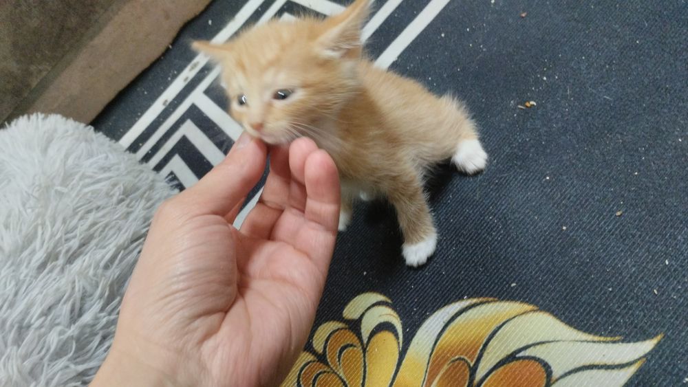 Отдам котят бесплатно