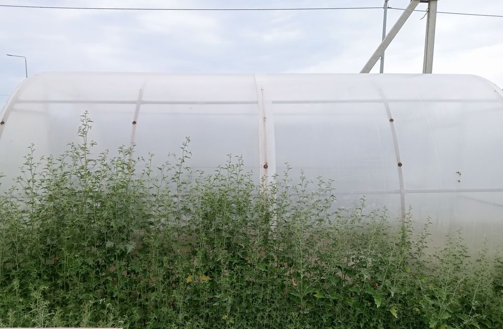 Теплица. Каркас. Поликарбонат