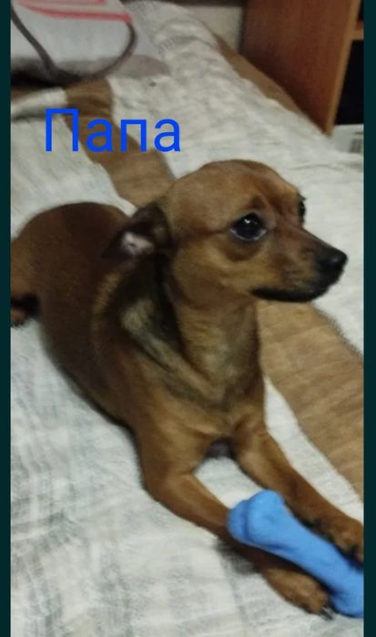 Продаём  щенков той терьера