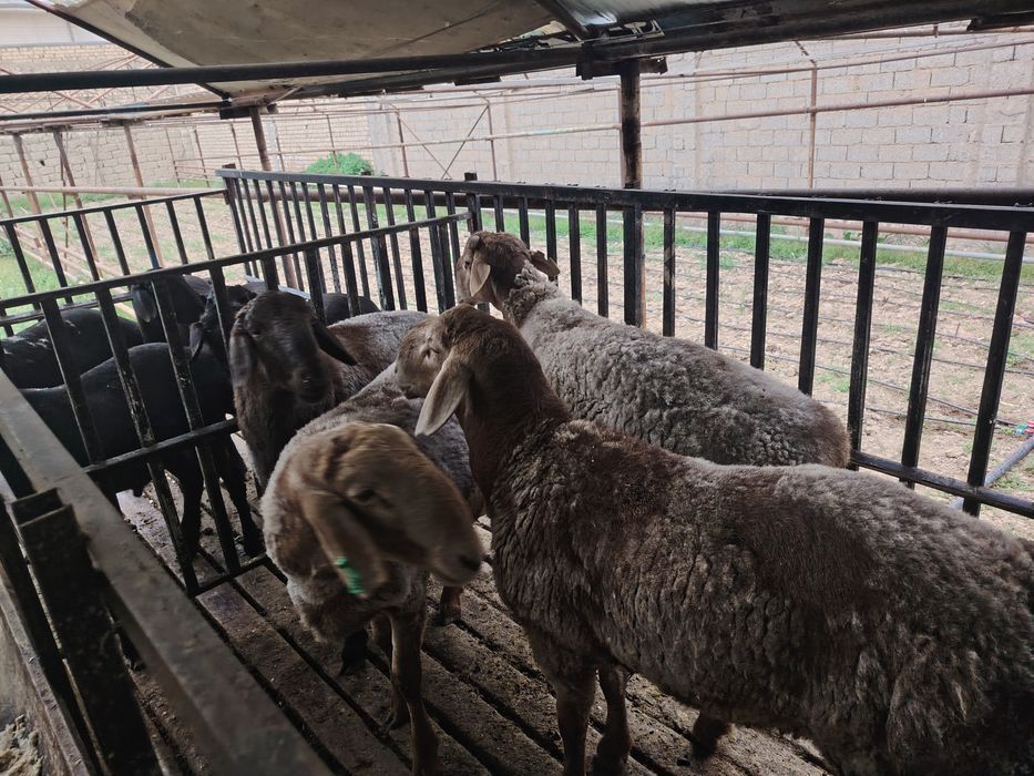 Qo'chqorlar sotiladi. Qirg'iz qo'chqor