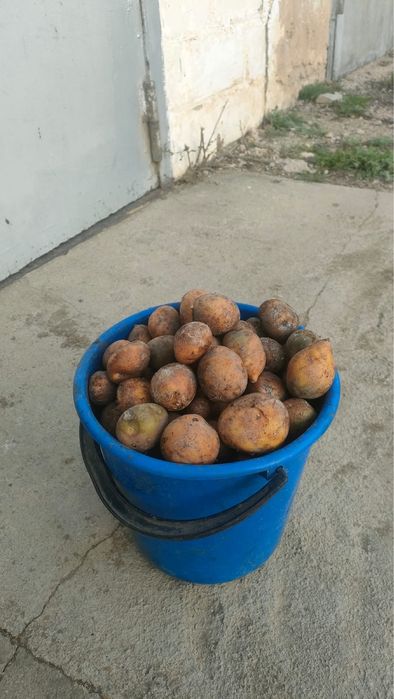 Семенной картофель есть два вида